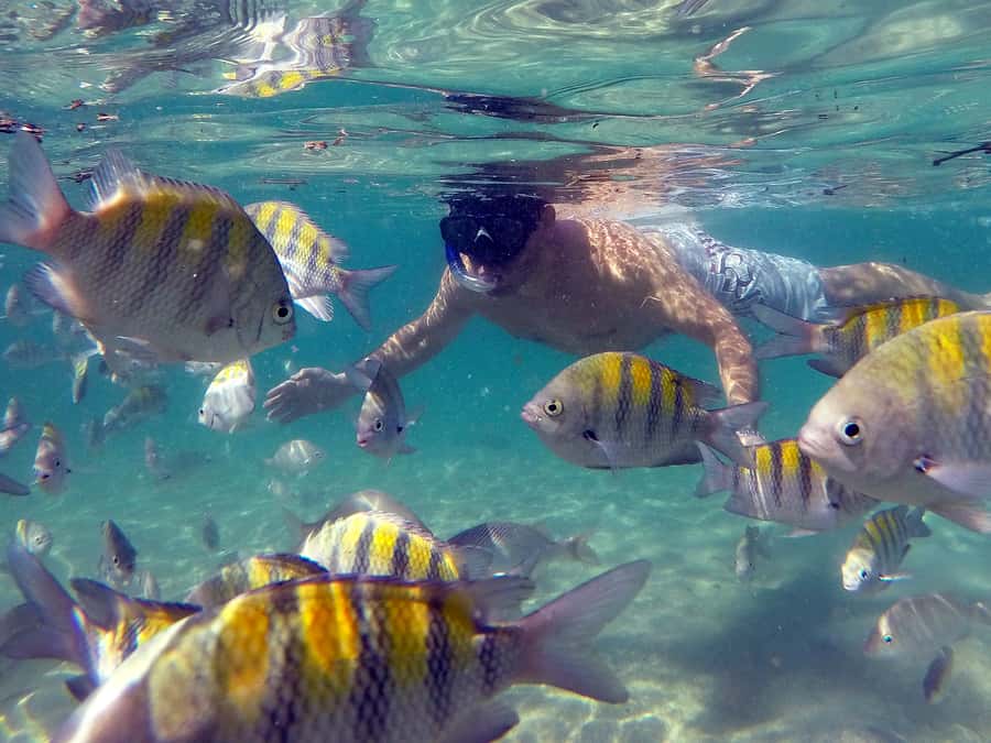 Angra dos Reis and Ilha Grande: Small-Group Fast-Boat Tour - Food, Drinks, and Packing Like a Beach Pro