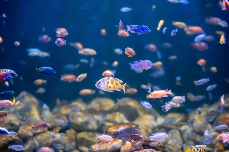 AquaRio and Olympic Boulevard Small Group Tour - Key Highlights You’ll Actually Care About