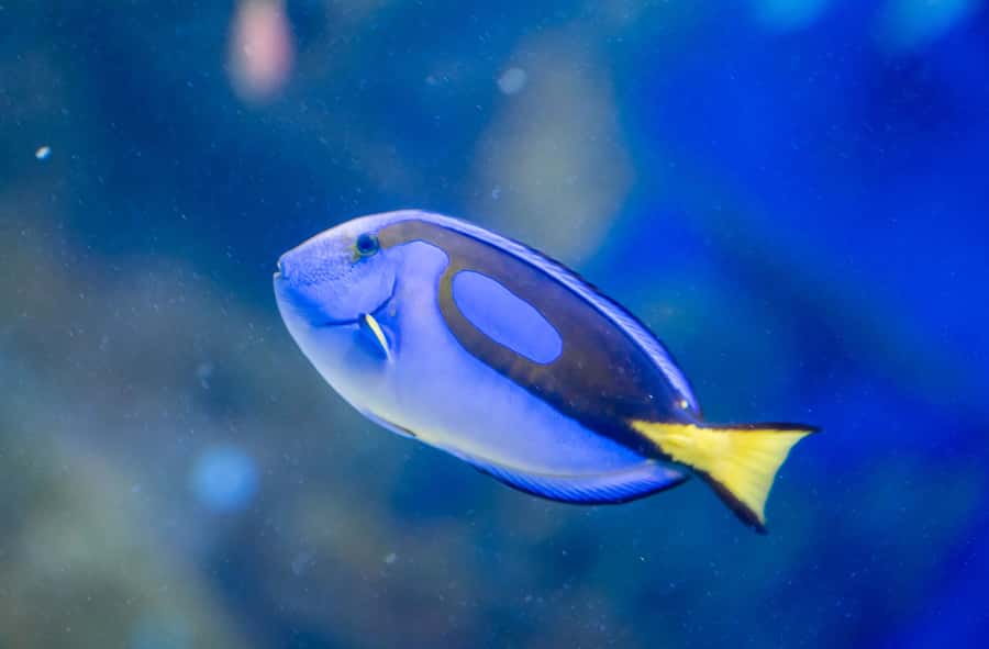 AquaRio and Olympic Boulevard Small Group Tour - AquaRio’s Ocean-Tank World: What 3.3 Million Liters Feels Like