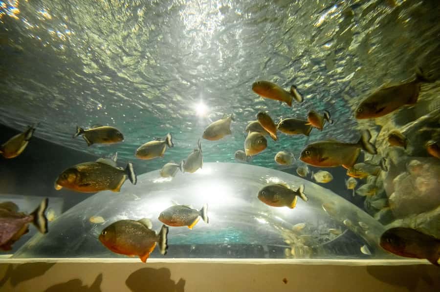 AquaRio and Olympic Boulevard Small Group Tour - The Oceanic Tunnel Moment: When the Photos Stop Being the Point