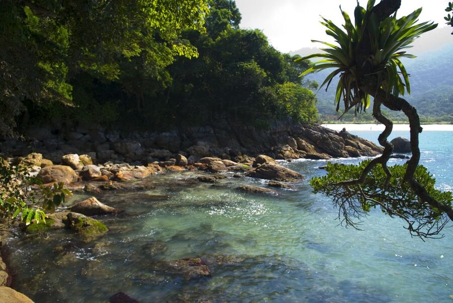 Day Tour to Trindade: Nature and Sea Adventure from Paraty - The Atlantic Forest walk: 30 minutes that feel longer in bad weather