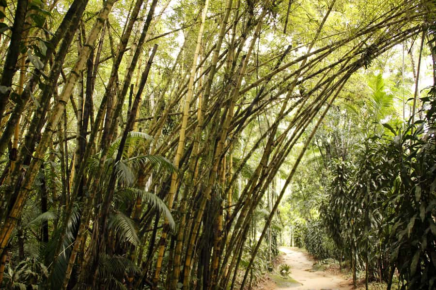 Full-Day Jungle Jeep Waterfall and Cachaça Distillery Tour - The Paraty Gold Trail Story Comes Alive on the Road