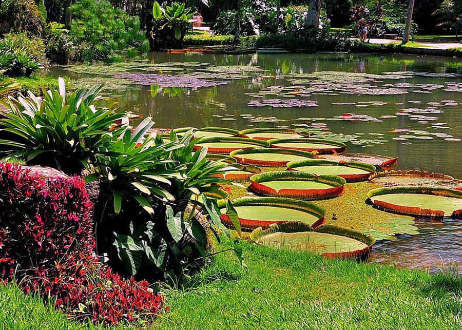 Green Rio: Guided Tour of Botanical Garden and Lage Park - Weather and Renovations: The Tour’s Backup Plan