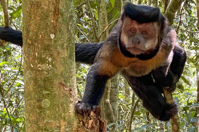 Hiking in the Tijuca Forest : Waterfalls and Caves - Tijuca National Park: the urban rainforest walk that actually feels wild