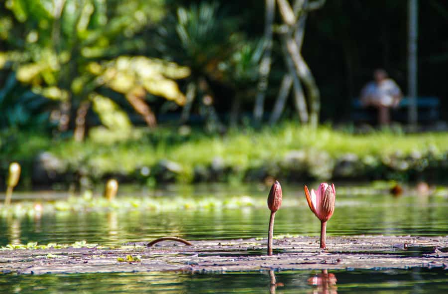Jeep'n'Green: Rio Botanical Garden & Tijuca Rainforest Tour - My take: the highlights you’ll remember after the photos fade