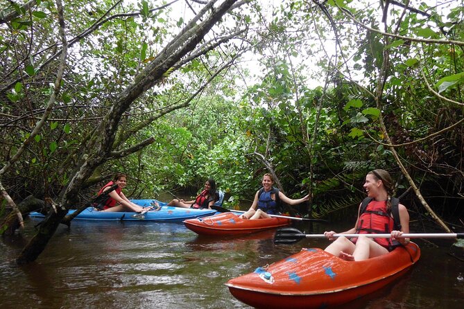 Kayaking Mangroves tour ( Natural Reserve ) - How the guide-led ecosystem learning works on the water