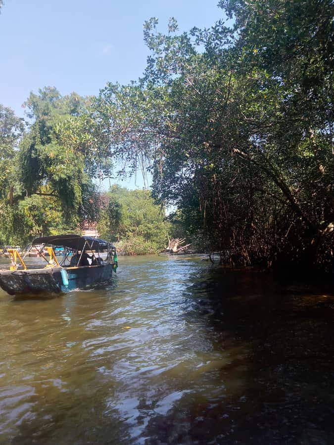 Pantanal of Rio de Janeiro - Why This Pantanal Tour Feels Like a Side of Rio Most People Miss