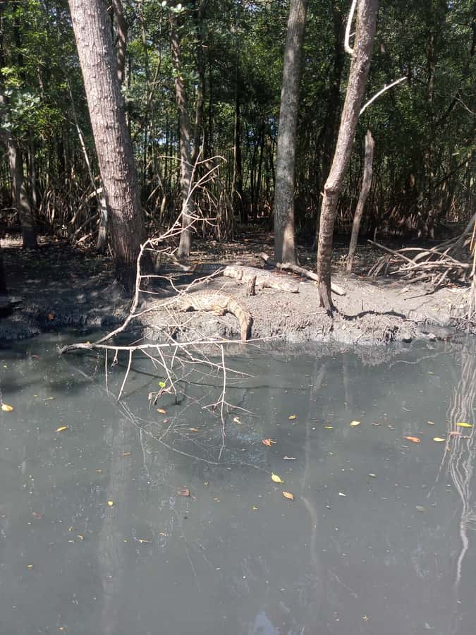 Pantanal of Rio de Janeiro - Pedra da Gávea and the River-Mangrove Mix: Why the Scenery Matters