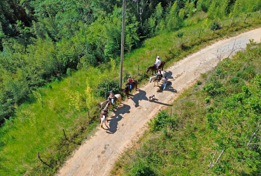 Paraty: 3-Hour Rainforest Horseback Ride - Key highlights