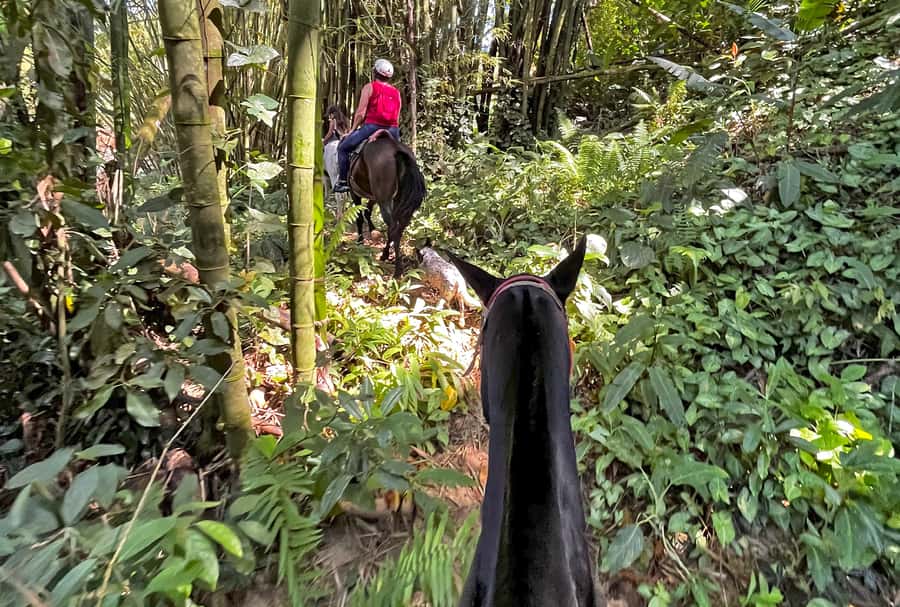 Paraty: 3-Hour Rainforest Horseback Ride - Horses and monitors: what makes this feel safe for beginners