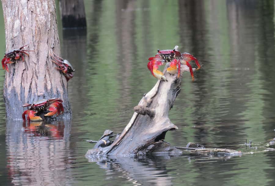 Paraty Bay: Half-Day Mangroves and Beaches Tour by Kayak - Key Things I’d Tell a Friend First