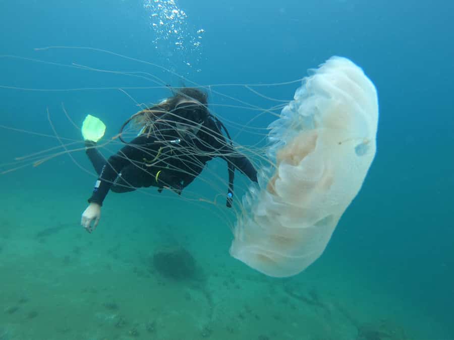 Paraty: Discovery Scuba Diving Experience for Beginners - Equipment, language, and the small details that make or break comfort