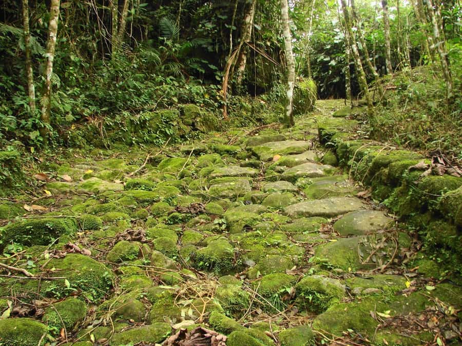 Paraty: Gold Trail Rainforest Hiking Tour - Should you book the Paraty Gold Trail Rainforest Hiking Tour?