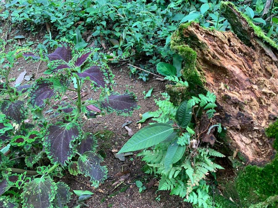Paraty: Gold Trail Rainforest Hiking Tour - Optional Tobogã Waterfall and Engenho do D’Ouro distillery (near Vila do Penha)