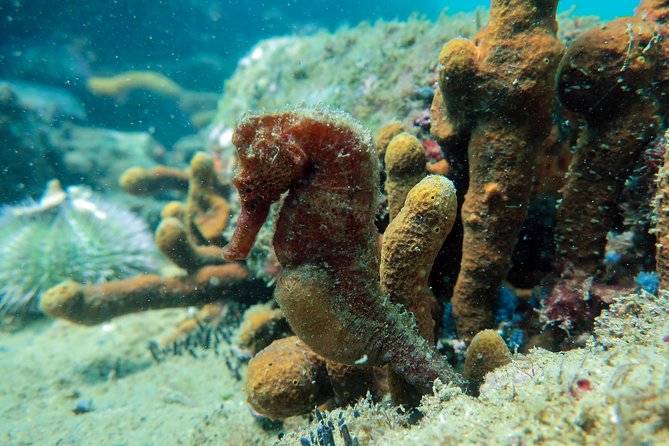 Private Program for Accredited Diver in Búzios - Included scuba gear (and why that’s real value at $75)