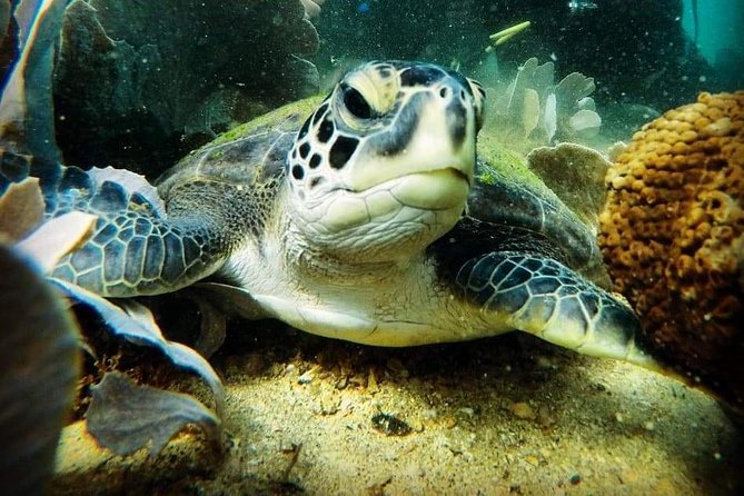 Private Program for Accredited Diver in Búzios - The 2-hour experience: what happens once you arrive