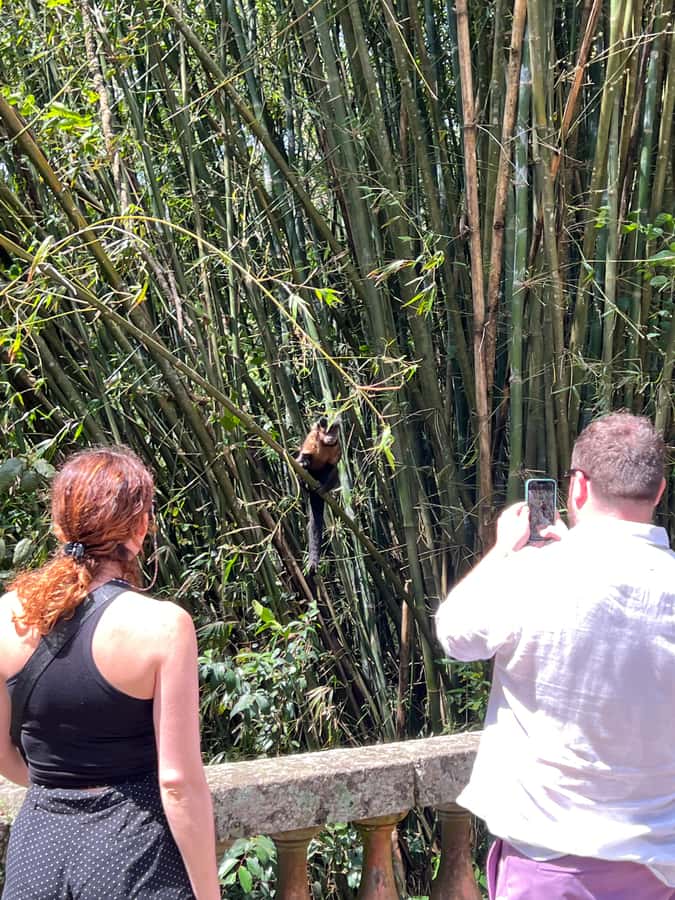 Private Tijuca Forest & Botanical Garden Guided Tour - Chinese Viewpoint (388 m): where Rio looks like a model