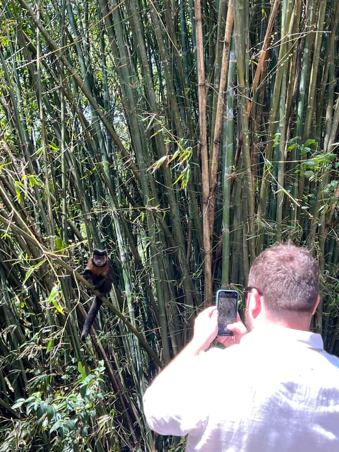 Private Tijuca Forest & Botanical Garden Guided Tour - Tijuca National Park: guided walking where birds and plants do the talking