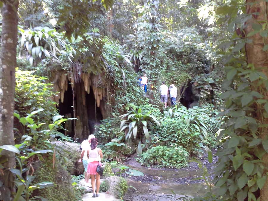 Private Tijuca Forest & Botanical Garden Guided Tour - The Botanical Garden sensory garden: plants you can taste with your eyes