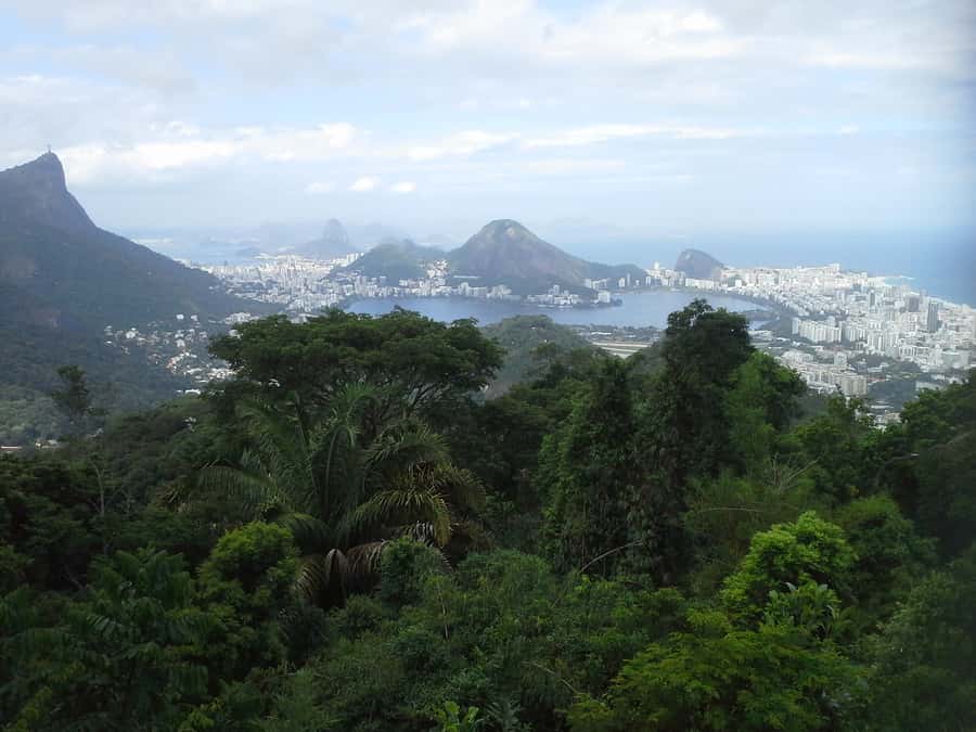 Private Tijuca Forest & Botanical Garden Guided Tour - Transportation and private-group comfort: less waiting, more seeing