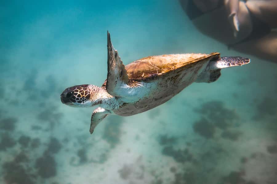Rio: Best Dive Experience All Inclusive Scuba Diving Package - Marine life viewing and snacks: why the non-water time matters