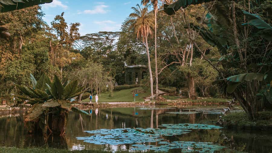 Rio de Janeiro: 4-Hour Botanical Garden & Tijuca Forest Tour - Tijuca National Forest trail: from urban edge to Atlantic rainforest feel
