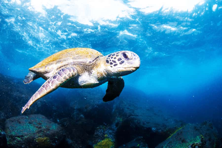 Rio de Janeiro: Arraial do Cabo Scuba Diving Day Trip - Key points at a glance