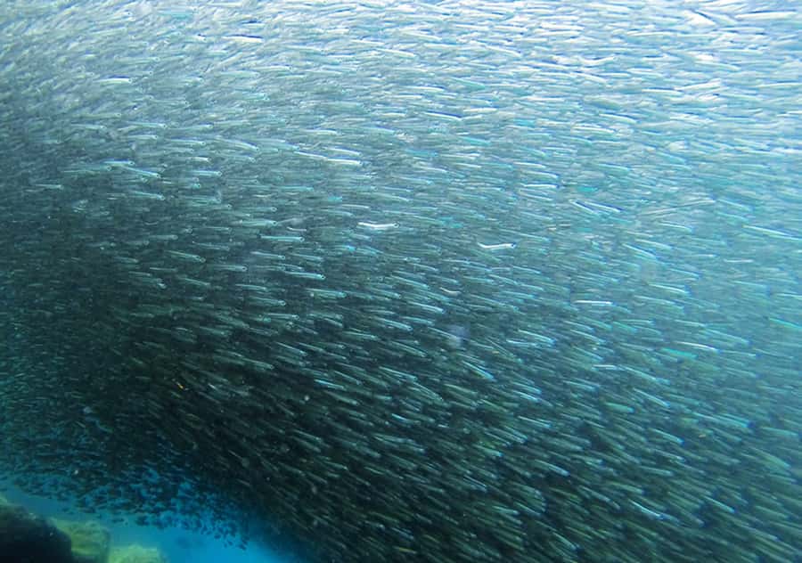 Rio de Janeiro: Arraial do Cabo Scuba Diving Day Trip - One tank vs two: how your certification changes the pace