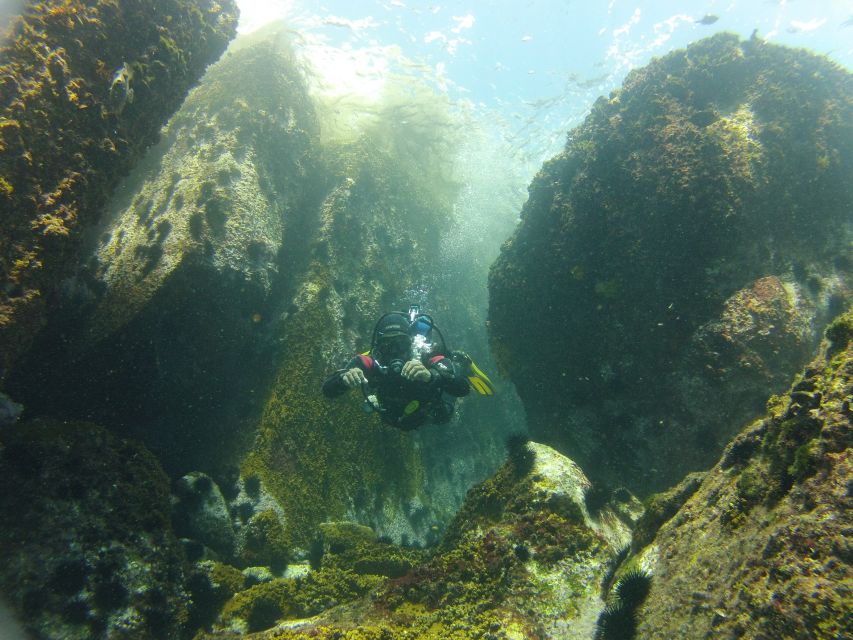 Rio de Janeiro: Arraial do Cabo Scuba Diving Day Trip - Marine life you can actually plan around (not just hope for)
