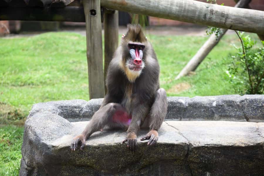 Rio de Janeiro: BioParque Guided Tour with Transfer - Key highlights worth knowing before you go