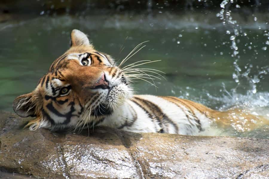 Rio de Janeiro: BioParque Guided Tour with Transfer - The 4-hour flow: what you’ll do minute-to-minute
