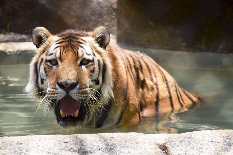 Rio de Janeiro: BioParque Guided Tour with Transfer - Enclosures and species: how to get the most out of the route