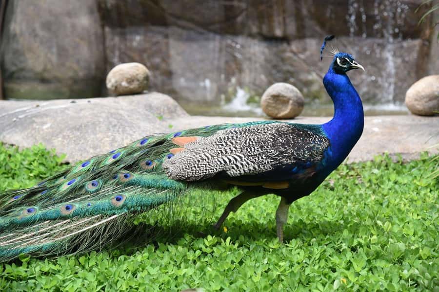 Rio de Janeiro: BioParque Guided Tour with Transfer - Your guide experience: what to look for, and why it changes everything