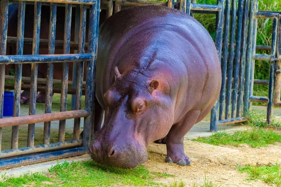 Rio de Janeiro: BioParque Guided Tour with Transfer - What to bring: small items that save your day