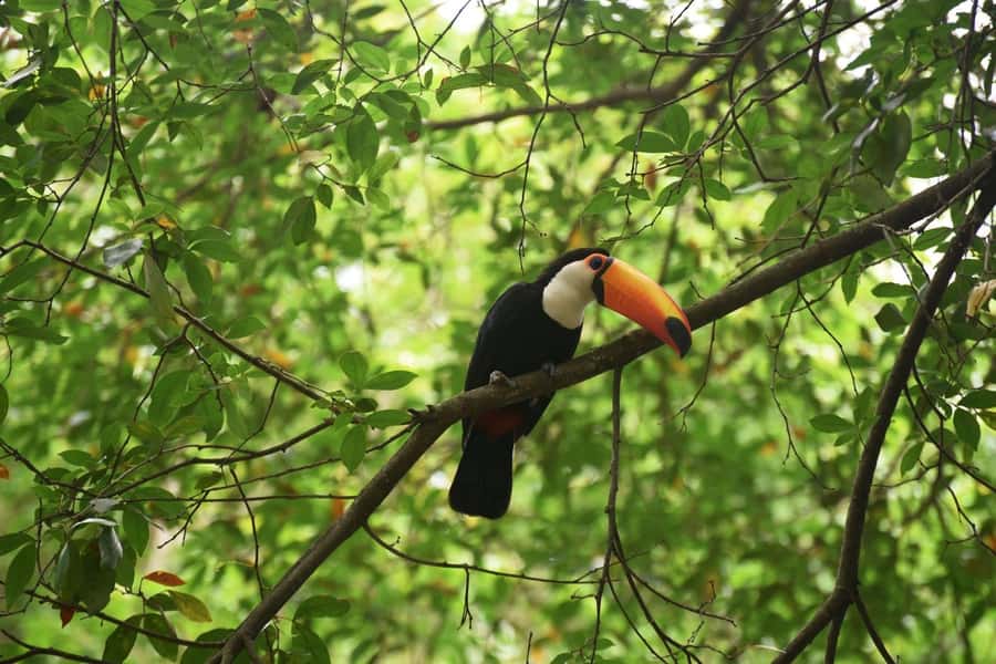 Rio de Janeiro: BioParque Guided Tour with Transfer - Hotel pickup and transfer: the easy part (and the time trap)