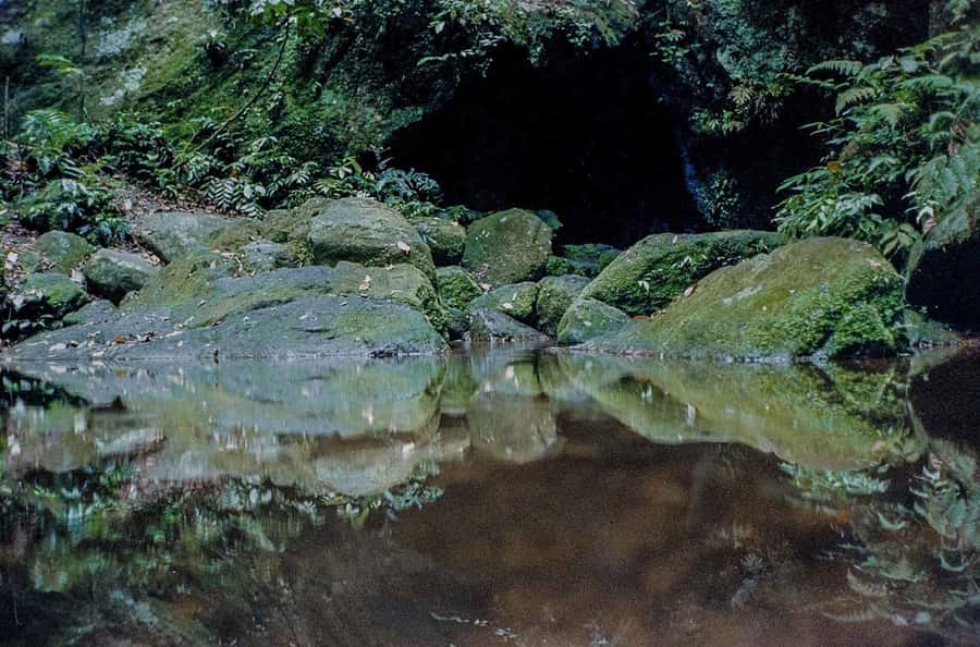 Rio de Janeiro: Botanical Garden & Tijuca Forest Guided Tour - Key moments I’d plan around