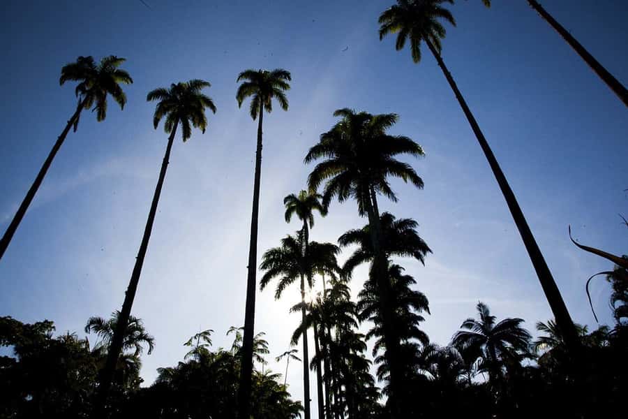 Rio de Janeiro: Botanical Garden & Tijuca Forest Guided Tour - Who this tour suits best (and who might want a different plan)