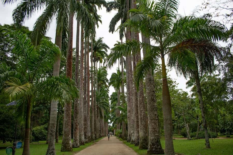 Rio de Janeiro: Botanical Garden & Tijuca Forest Guided Tour - Should you book Rio’s Botanical Garden & Tijuca Forest tour?