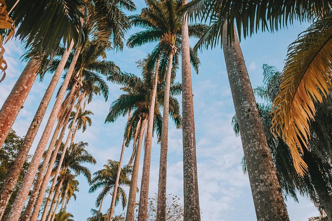 Rio de Janeiro Botanical Garden & Tijuca Forest Tour - South Zone hotel pickup: easy on your day, but not universal