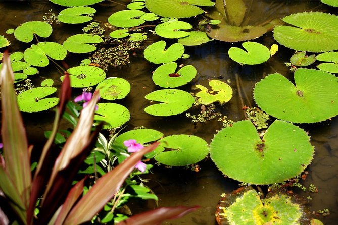 Rio de Janeiro Botanical Garden Tour - What You’re Really Seeing: Species, Palms, Monuments, and Research