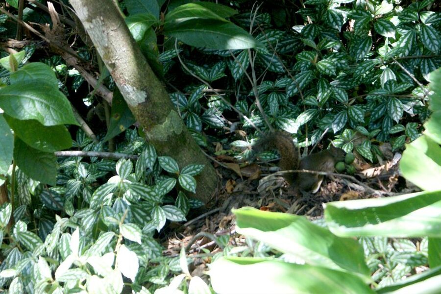 Rio de Janeiro: Guided Jeep Tour through Tijuca Rainforest - The 1-hour rainforest walk: how easy trekking becomes real ecosystem time