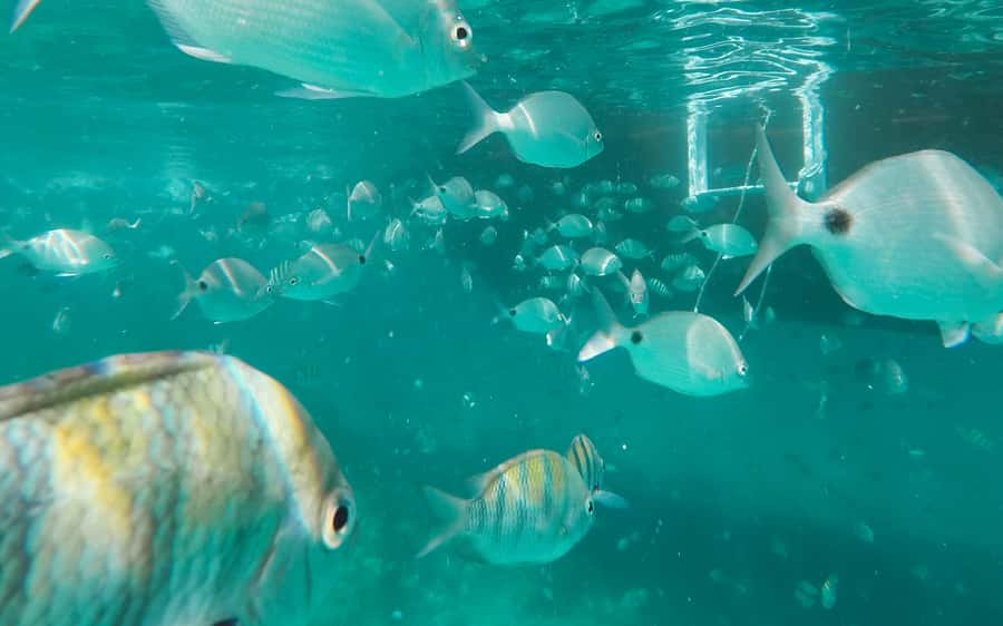 Rio de Janeiro: Ilha Grande with Boat Tour & Optional Lunch - Lunch at Japariz Beach: simple, community-prepared, and practical