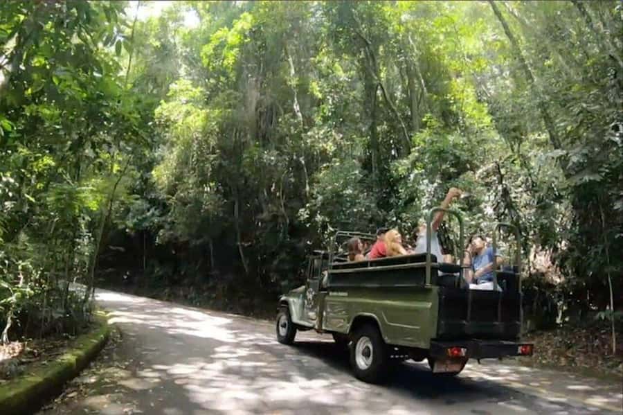 Rio de Janeiro: Jeep Tour Christ the Redeemer + Sugar Loaf - What you’ll see between the two mountains (Tijuca Forest wildlife is the bonus)