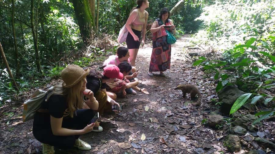 Rio de Janeiro: Jeep Tour in the Tijuca Forest - Animals and Atlantic Forest learning: the guide is the real driver