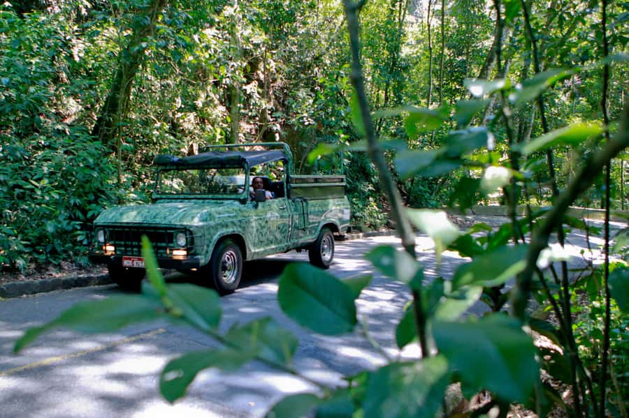 Rio de Janeiro: Jeep Tour in the Tijuca Forest - The first part: safety briefing and a quick nature walk that actually matters