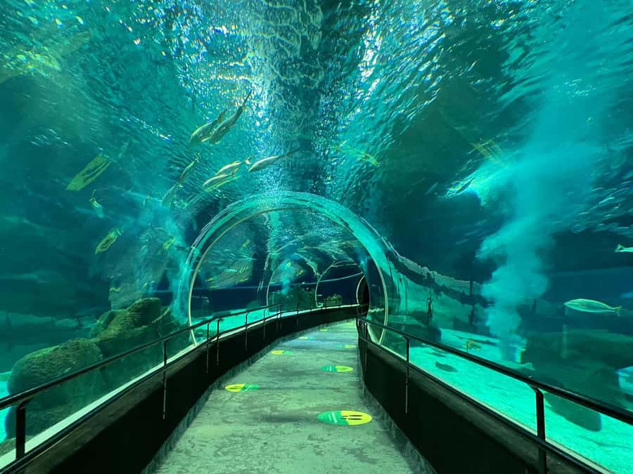 Rio de Janeiro: Marine Aquarium Entry Tickets - Key highlights to know before you go