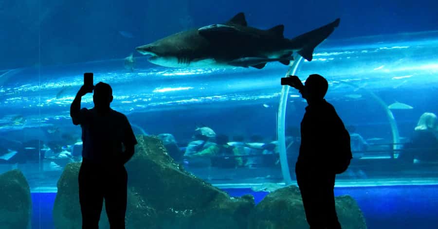 Rio de Janeiro: Marine Aquarium Entry Tickets - Plan for 2 hours: the sweet spot for kids and adults