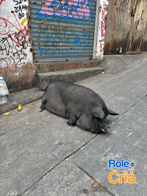 Rio de Janeiro: Rocinha Favela guided tour - Price and Logistics: What You Pay vs What You’ll Budget For