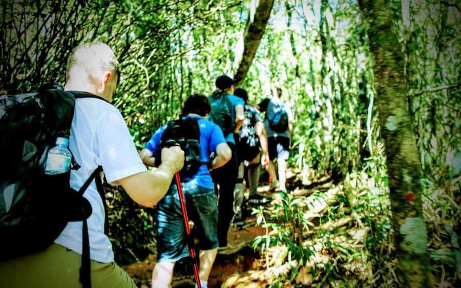 Rio de Janeiro: Tijuca Forest Challenge Hike Full-Day Trip - Fitness reality check: who should (and shouldn’t) do this hike