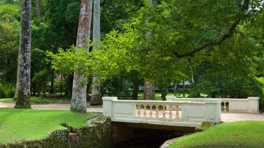 Rio de Janeiro: Tijuca National Park & Botanic Garden Tour - When Tijuca conditions change: what to expect and how to stay flexible